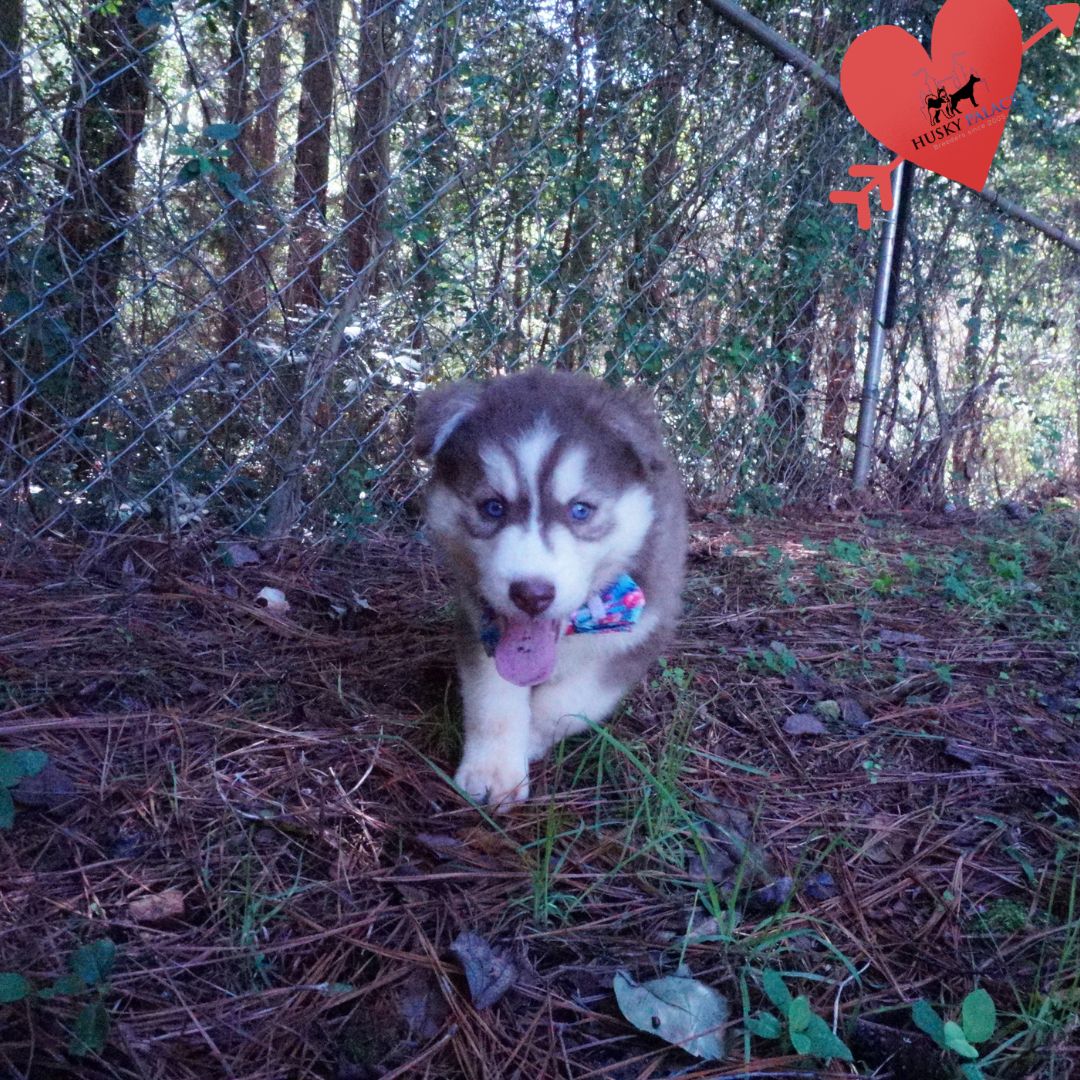 Red Siberian Husky asheboro Red Siberian Husky