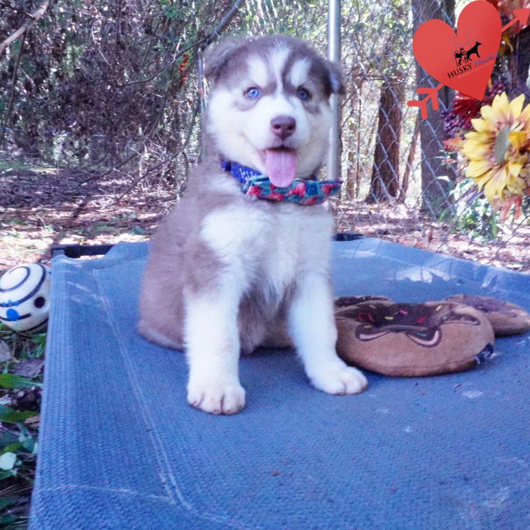 Red Siberian Husky charlotte Red Siberian Husky