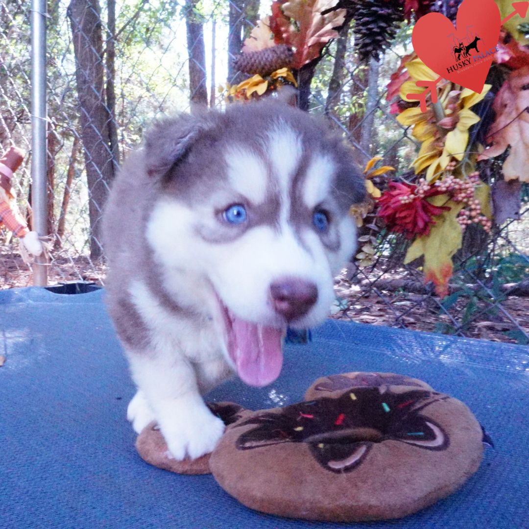 Red Siberian Husky elkin Red Siberian Husky