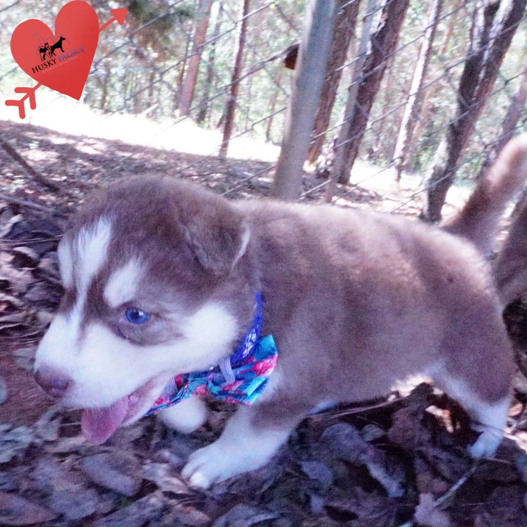 Red Siberian Husky florence Red Siberian Husky