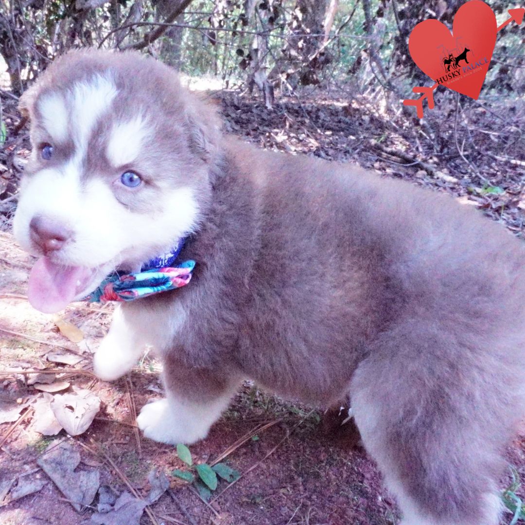 Red Siberian Husky marietta Red Siberian Husky