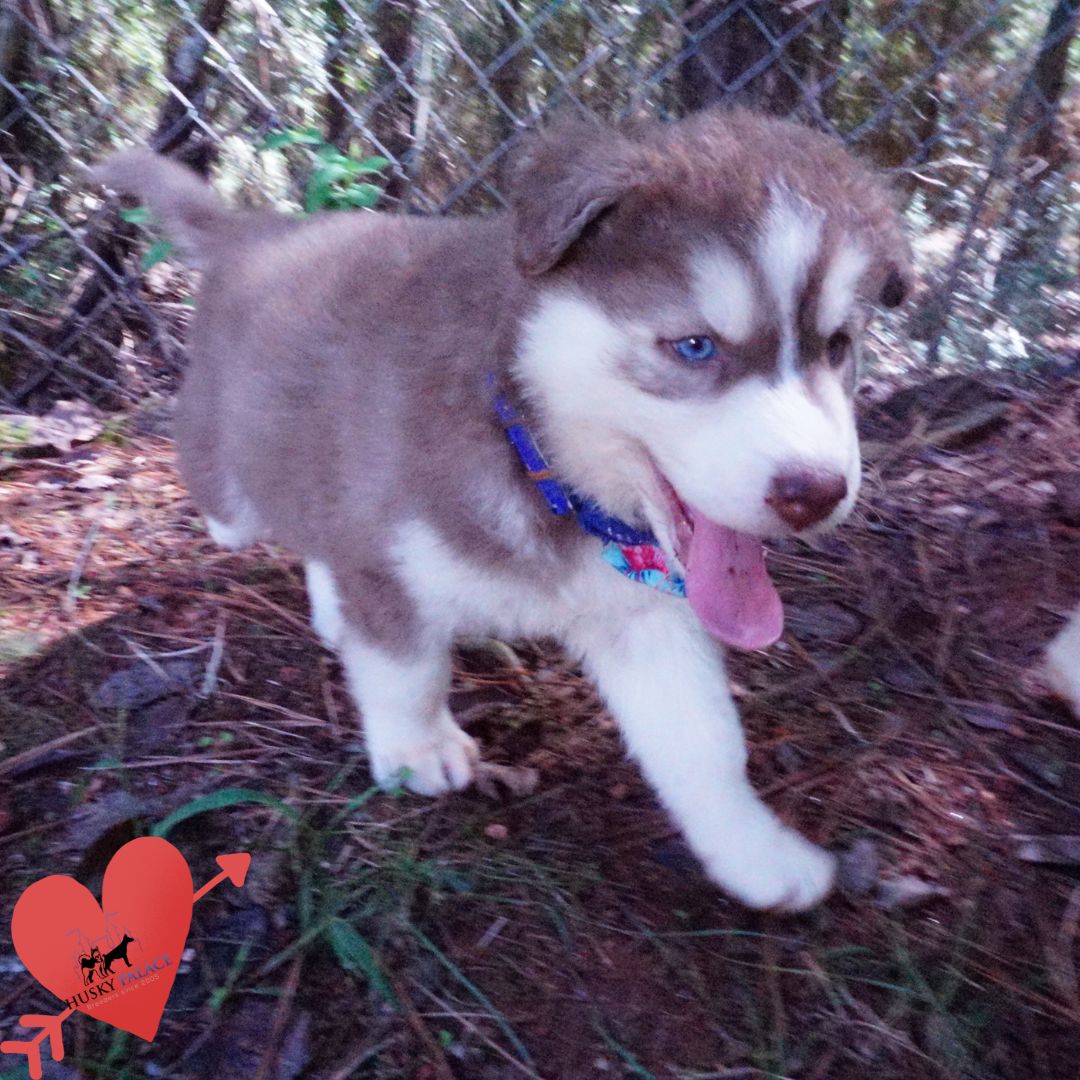 Red Siberian Husky sanford Red Siberian Husky