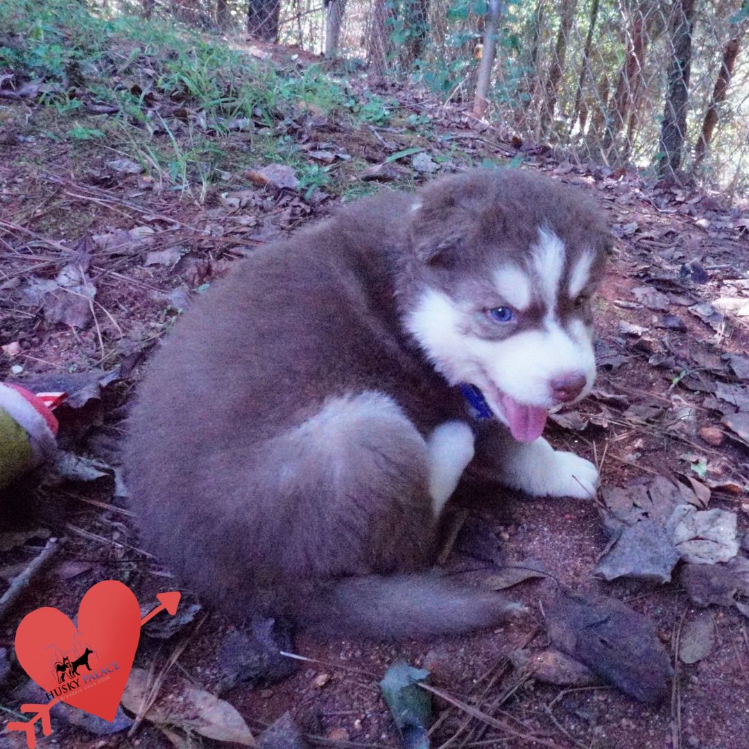 Red Siberian Husky spartanburg Red Siberian Husky
