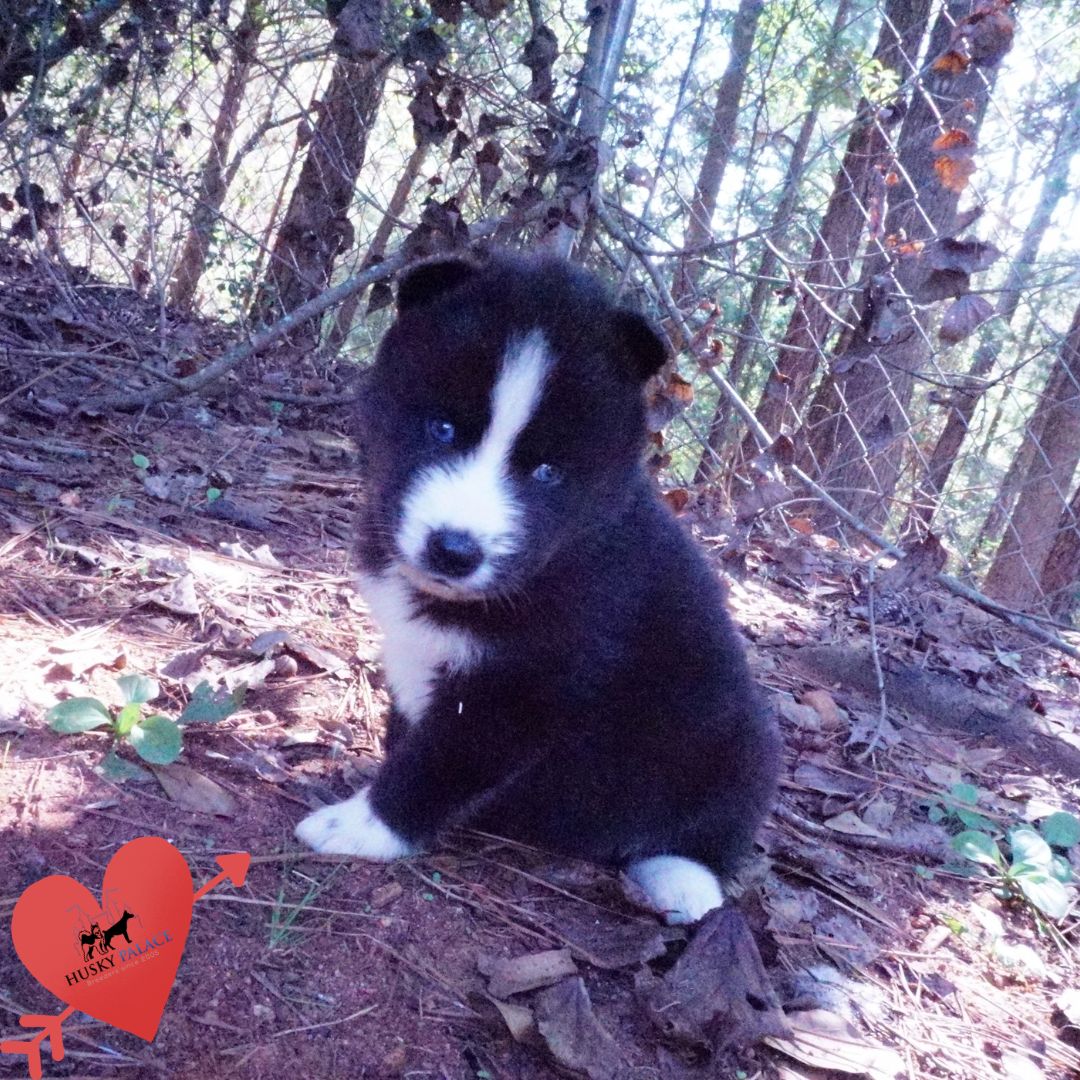 Siberian Huskies