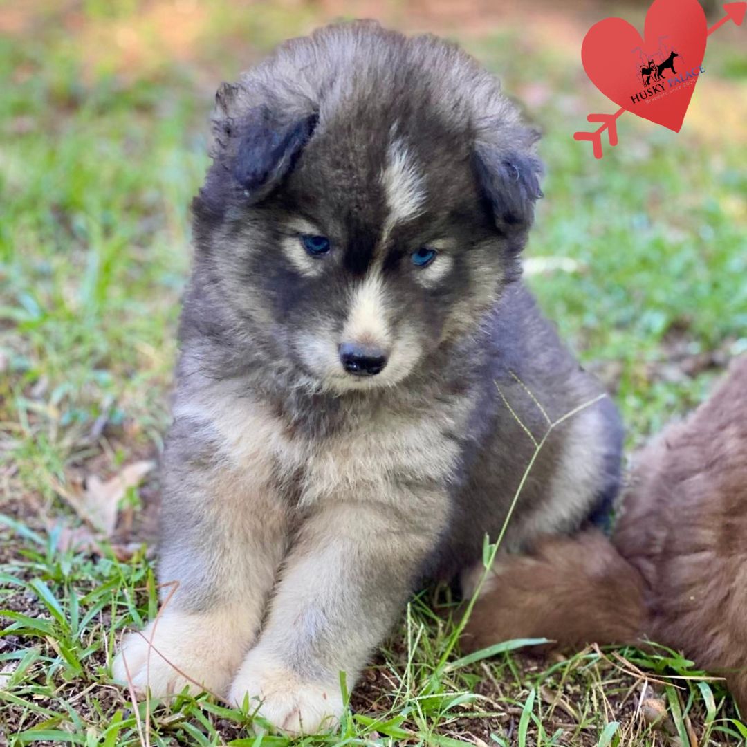 Agouti Siberian Husky
