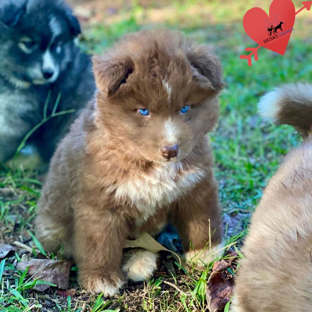 Blue Eyes Huskies
